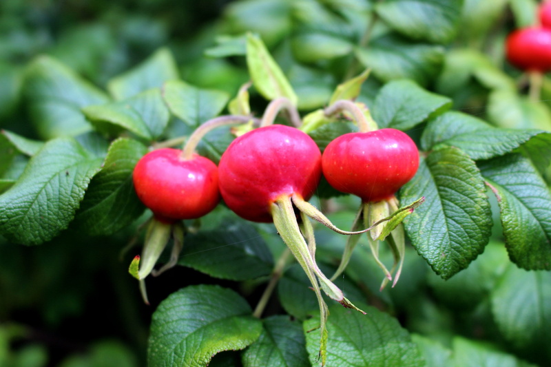 food and drink, healthy eating, japan rose, green color, rosa rugosa, outdoors, wellbeing, no people, wild rose, ripe, Leaves, rugosa, green, wild rose bush