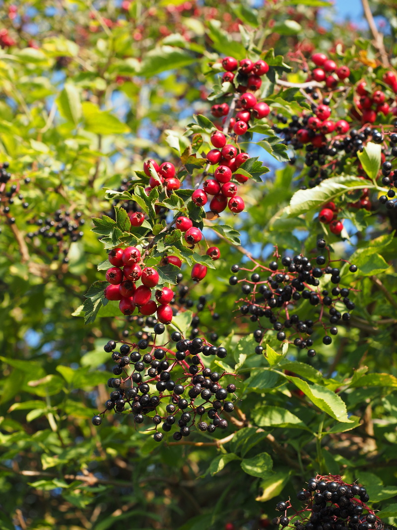 day, food, hawthorn, fruit, nature, black elderberry, outdoors, healthy eating, rosaceae, beauty in nature, rowanberry, kernobstgewaechs, no people, berry Fruit