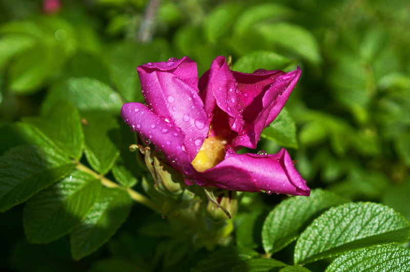 botanica, branch, water, petal, flowering tree, summer, purple, the buds, growth, landscape, beauty in nature, springtime, freshness, greens, drop, pink color