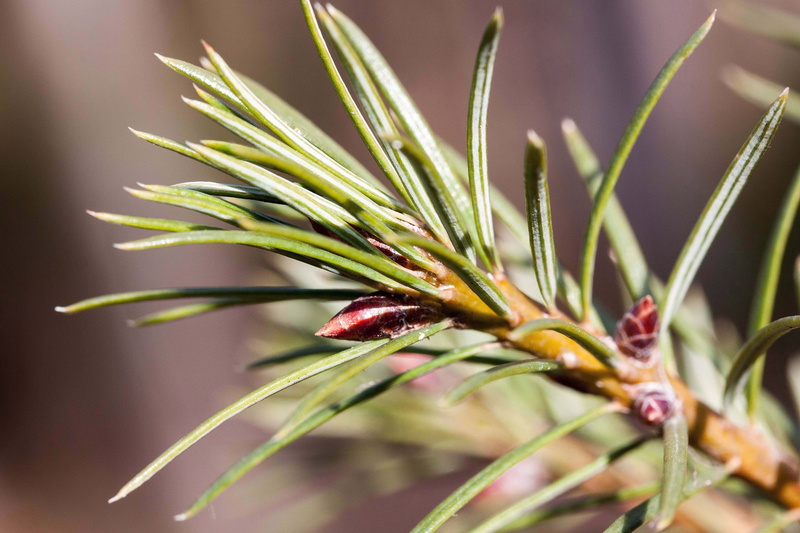 boy shoots, freshness, picea, genus, tree, platy branching, bud, beauty in nature, nature, Pine, flower, vulnerability, close, flowering plant, day, fragility