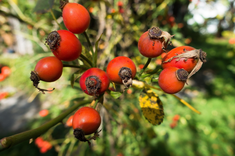 tomato, Rosa Canina, green Color, bush, growth, branch, berry fruit, food and drink, no people, day, season, Red, wild rose, food, Rose Hip, nature, focus on foreground
