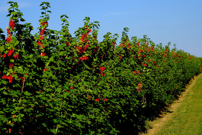 sun, aroma, grape, red, summer, freshness, harvest, berries, flowering plant, sour, hedge, green Color, summer fruit, tree, land, traeuble, frisch, fruity