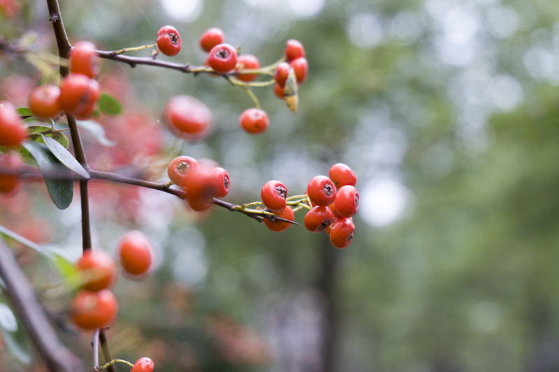 currant, fruits, leaf, wild, beauty in nature, wellbeing, food and drink, outdoors, bush, tree, growth, rowanberry, healthy, healthy eating, rowan, no people