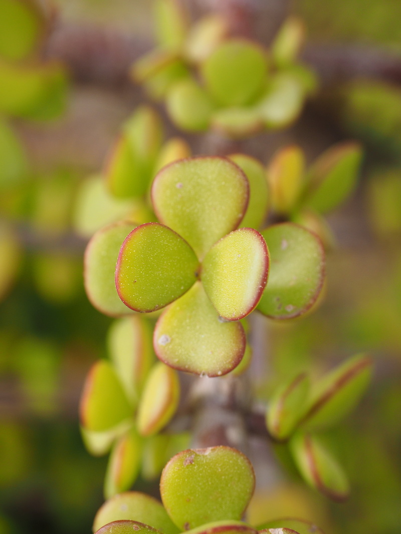 cripple tree, fruit, elephant tree, small, healthy eating, day, bush, bacon tree, carnation-like, leaf, close-up, focus on foreground, freshness, shiny