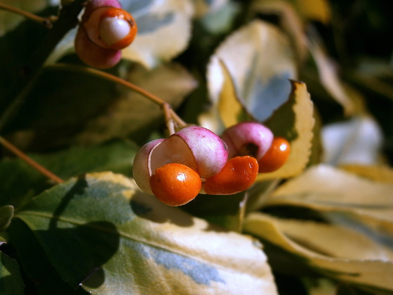 autumn, periwinkle, Berries, Fruits, branch, season, agriculture, growth, nature, food, close up, plant part, colorful, ripe, wellbeing, Infructescence
