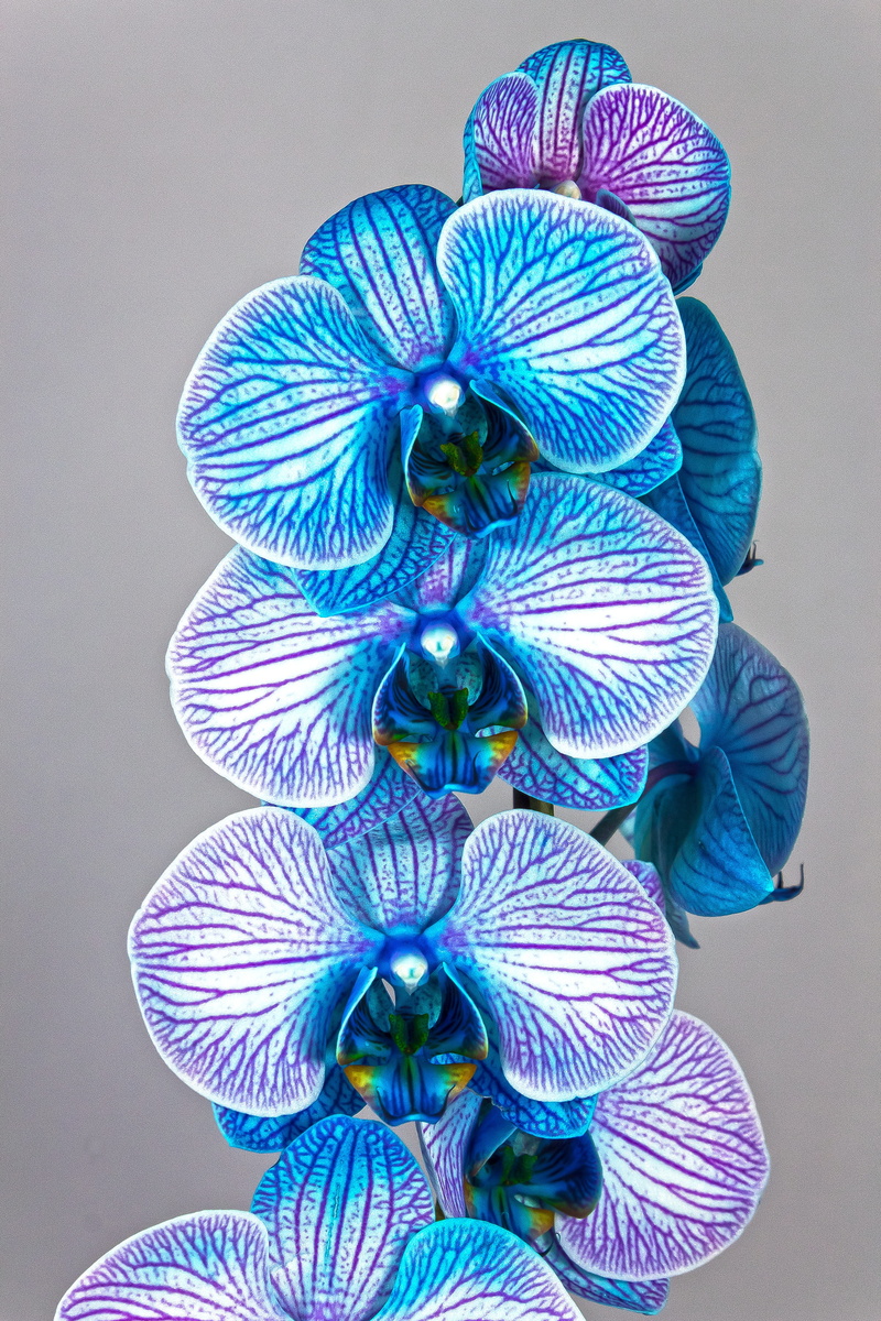 indoors, butterfly - insect, still life, close-up, design, variation, representation, violet, phalaenopsis, flora, multi colored, high angle view