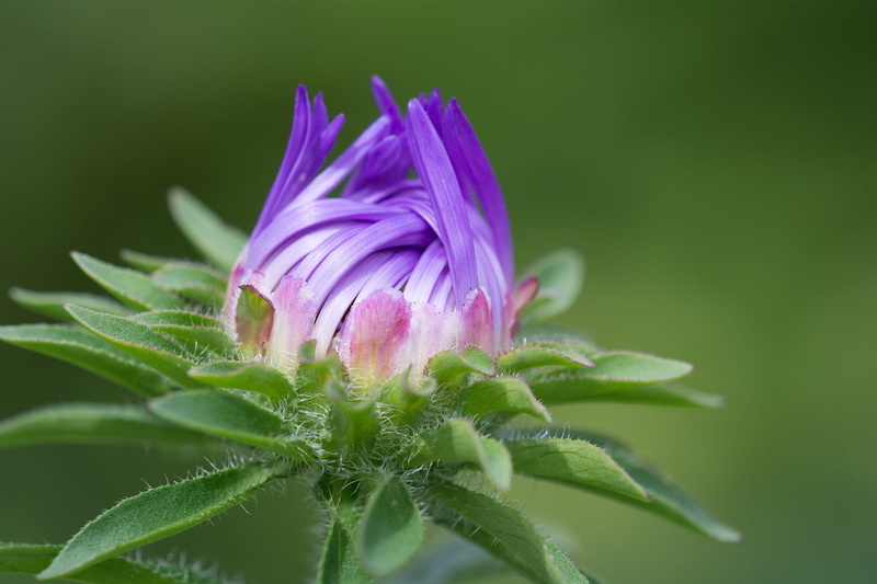 flower Head, violet flower, petal, photo, single Flower, outdoors, no people, plant part, bloom, blossom, botany, beauty In Nature, plant, blossom closed