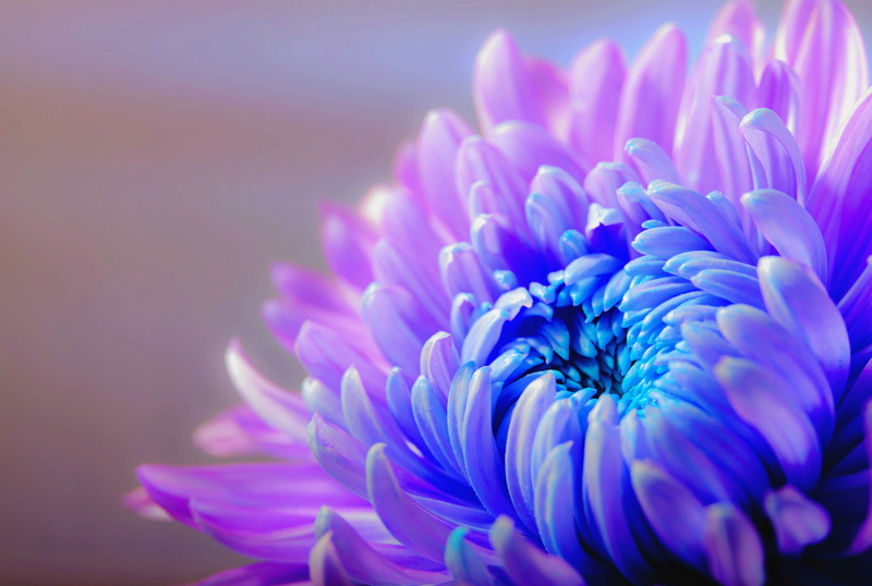 plant, flower arrangement, bunch of flowers, petal, petaled, ornamental plant, flower head, vibrant color, pink, photo, flower garden, closeup, studio shot