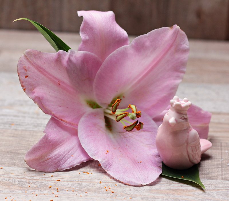 indoors, greeting, greeting card, beauty in nature, wood - material, deco, softness, plant, purple, zwiebelpflanze, day, bloom, floral greeting, lily, 2K