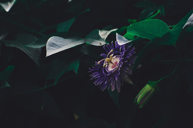 dark, animal, floral, wildlife, petal, green, fragility, leaves, flower head, high angle view, passiflora, flower, pollen, insect, flora, close-up, 5K