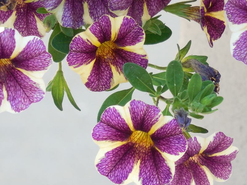 purple, decorative, no people, photography, outdoor, bright, green, growth, color, freshness, close-up, day, vulnerability, flowers, 4K, colorful, petunia