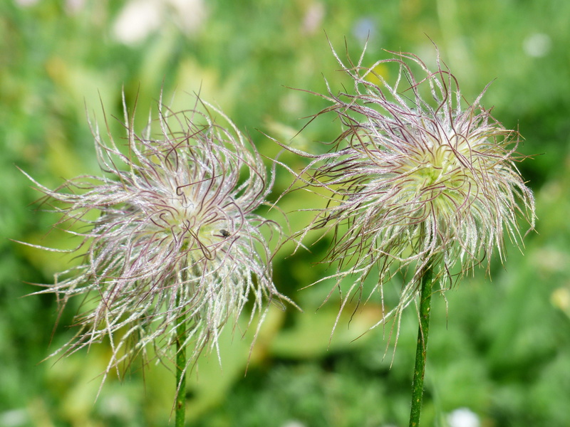 wild man herb, tschawau, beauty in nature, grumpy jager, wilted plant, wilde männle, achene, haarmannli, dandelion, rugerl, bergmaennli, selective, day
