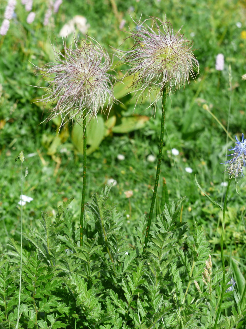 hairier man, globose, close-up, plant, a goatee, no people, rugerl, indehiscent, wild man herb, hairs, flower head, woolly, fruit wig, outdoors, alps daffodil