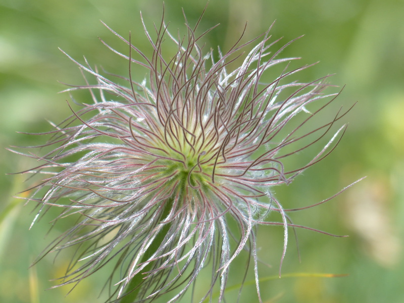 dandelion seed, grey bergmännle, fragility, schopf good, wild man herb, filigree, hellebores, focus on foreground, ruggeiblueh, snow handel, bergmaennli