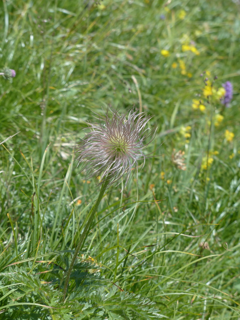 indehiscent, silver, pulsatilla alpina, softness, beauty in nature, close-up, diasporas, graumannle, brocken flower, alpine, uncultivated, great alpine pasqueflower