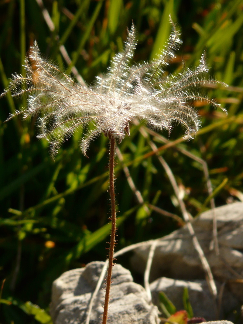 plant part, alpine flower, woolly, outdoors, wool, dryas octopetala, delicate hairs, stylus, alpine, tranquility, nature, bloom, rose greenhouse, dandelion