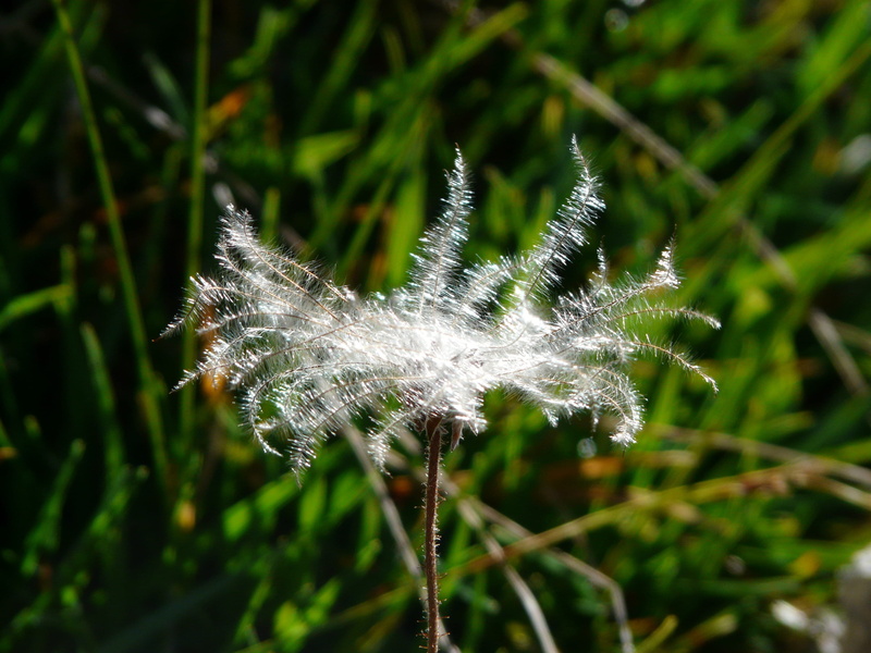 stylus, spider web, hairs, inflorescence, beauty in nature, outdoors, achaenen, infructescence, focus on foreground, silvery, no people, schopf good, slide spore