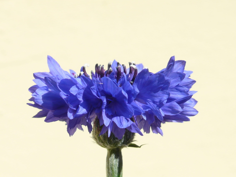Blue, summer, no people, plant stem, 2K, studio shot, zyane, asteraceae, sepal, Flower, cornflower, plant, fragility, knapweed, freshness, vulnerability