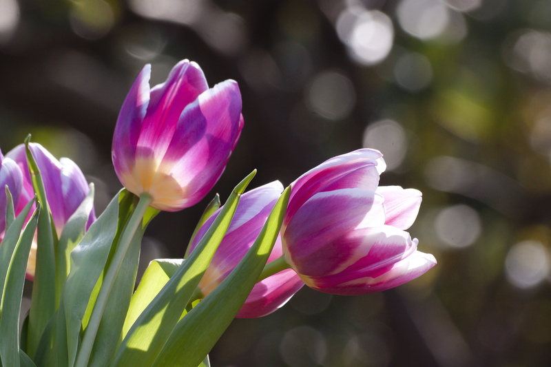 vulnerability, petal, springtime, beauty In Nature, violet, flower, leaf, day, flower Head, growth, bloom, flowerbed, spring flower, flowering plant, 4K
