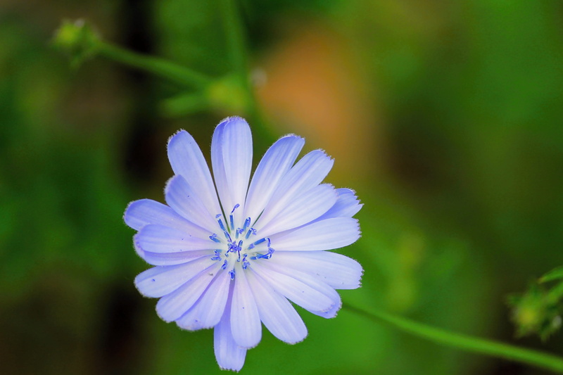 violet, light blue, flowering plant, summer, chicory, Blossom, blue, cichorium intybus, vulnerability, green color, inflorescence, growth, 4K, flower