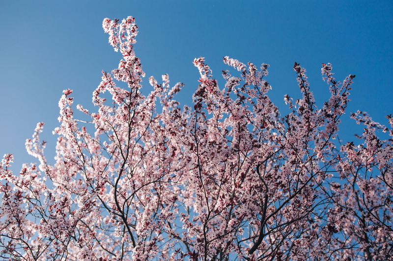 growth, spring flowers, spring, no people, pink Color, freshness, nature, flowers, blue, twig, 5K, branch, flower, blue sky, clear sky, springtime, tree