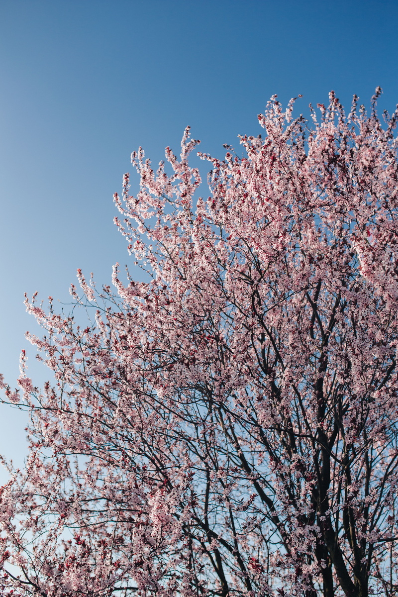 branch, freshness, petal, springtime, cherry Blossom, flora, growth, blossom, day, vulnerability, flowers, cherry, cherry tree, twig, low angle view, beauty In Nature