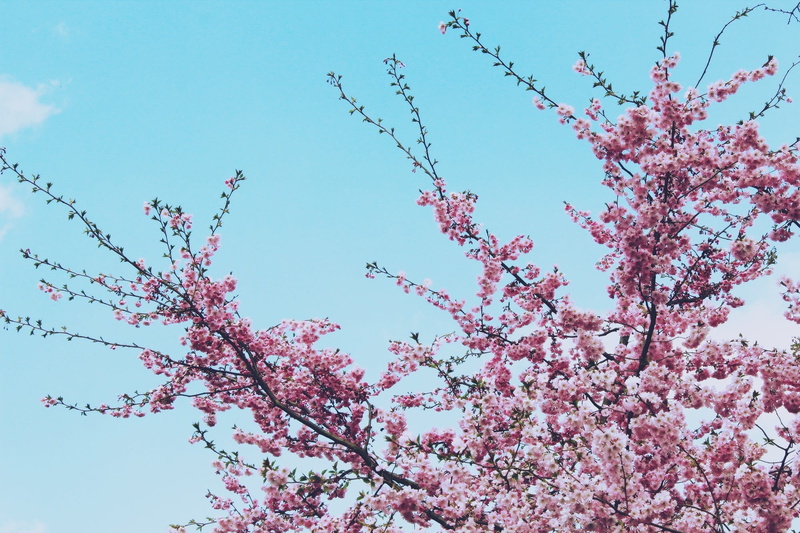 cherry, petal, nature, outdoors, Flowers, beauty In Nature, 1080P, springtime, vulnerability, flowering plant, no people, day, branch, cherry Tree, flower