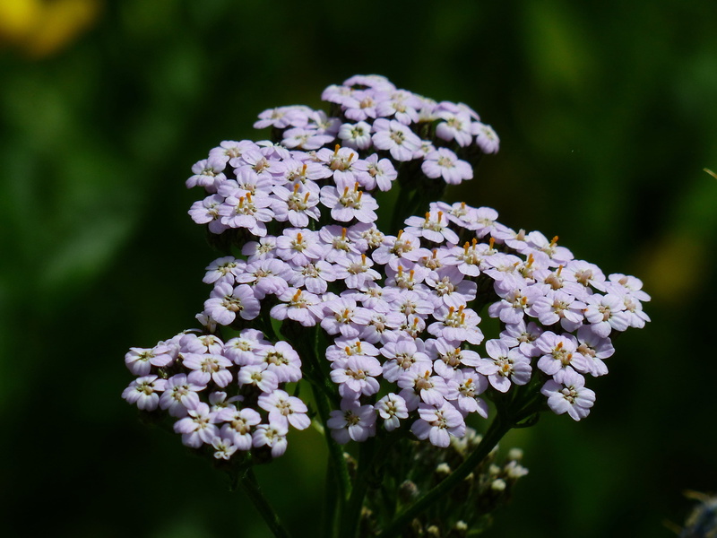 focus on foreground, botany, lilac, pointed flower, beauty In Nature, asteraceae, Blossom, inflorescence, nature, vulnerability, green Color, growth, macro