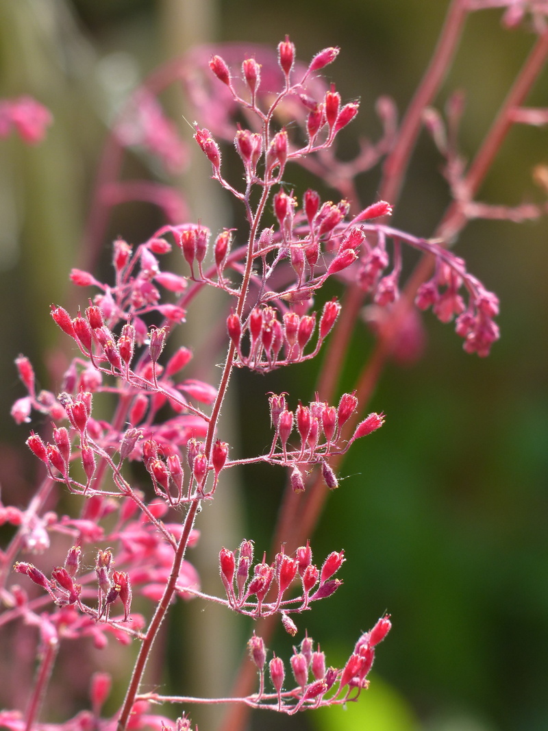 rock crushing plant, flower, saxifragaceae, schnittblume, ornamental plant, coral bells, shadow tree, petal, heuchera brizoides, ornamental shrub, purple