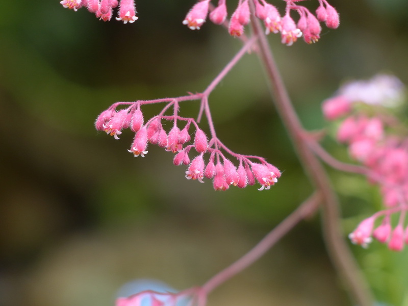 bronze bells, no people, pink color, filigree, ornamental plant, long, beauty in nature, rock crushing plant, plant, 4K, pink, flora, plant stem, gartenstaude
