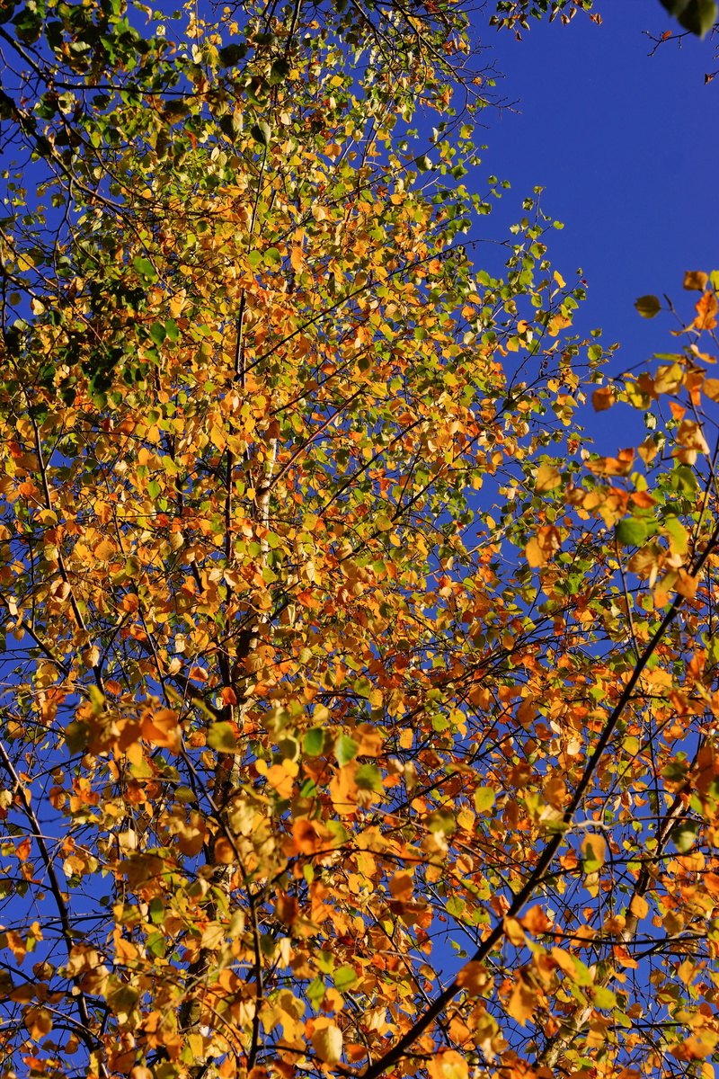 multi Colored, maple leaf, Late Autumn, clear sky, gold Colored, autumn colours, season, tree, maple Tree, springtime, branch, Leaves, october, day, woodland