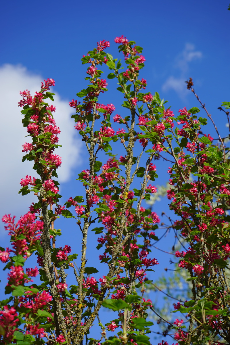 low angle view, pink Color, ornamental shrub, Bloom, gooseberry greenhouse, 5K, freshness, Blood, nature, day, plant, ribes sanguineum, vulnerability