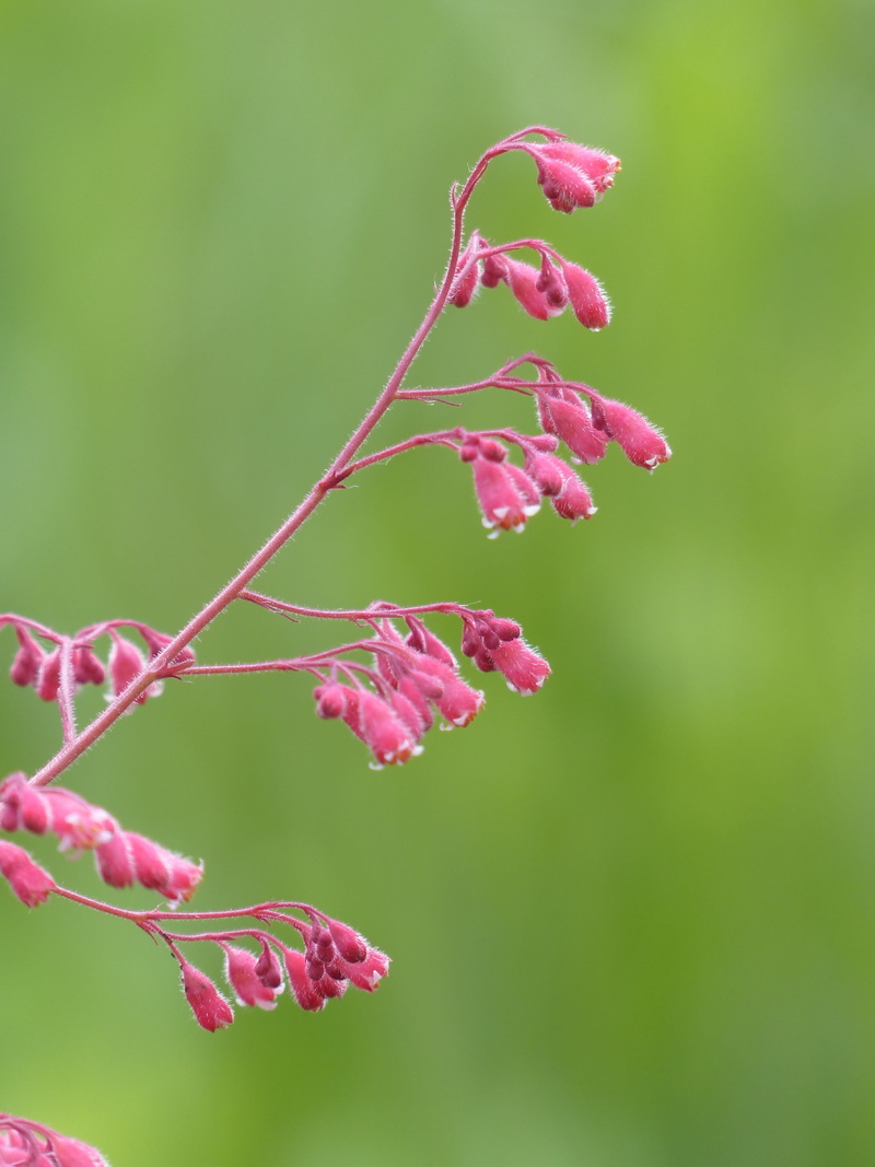 schnittblume, flowering plant, tranquility, heuchera brizoides, selective focus, light red, no people, bronze bells, purple, fragility, focus on foreground