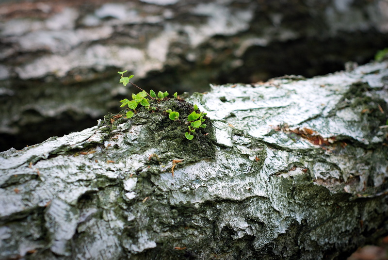 spring, outdoors, close-up, insect, focus on foreground, tree trunk, moss, trunk, 4K, rock, tree, rough, lichen, the bark, birch, growth, textured, bark