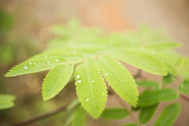 autumn, nature, mood, beauty in nature, food and drink, plant part, macro, green color, water, outdoors, plant, dew, freshness, wet, forest, leaf, day