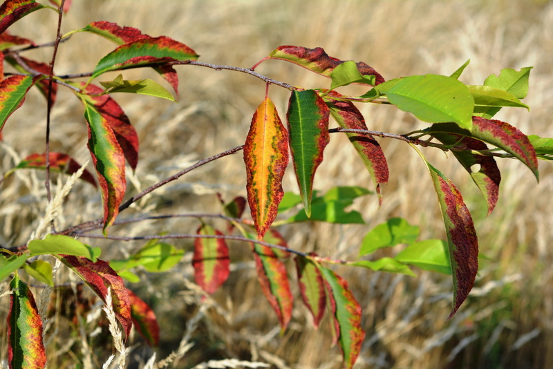 plant, 4K, plant part, growth, green color, leaflet, food and drink, food, natural condition, no people, focus on foreground, leaf, foliage, close-up