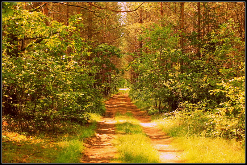 change, lane, diminishing perspective, green color, day, scenics - nature, trail, beauty in nature, outdoors, green, tranquility, lush foliage, foliage