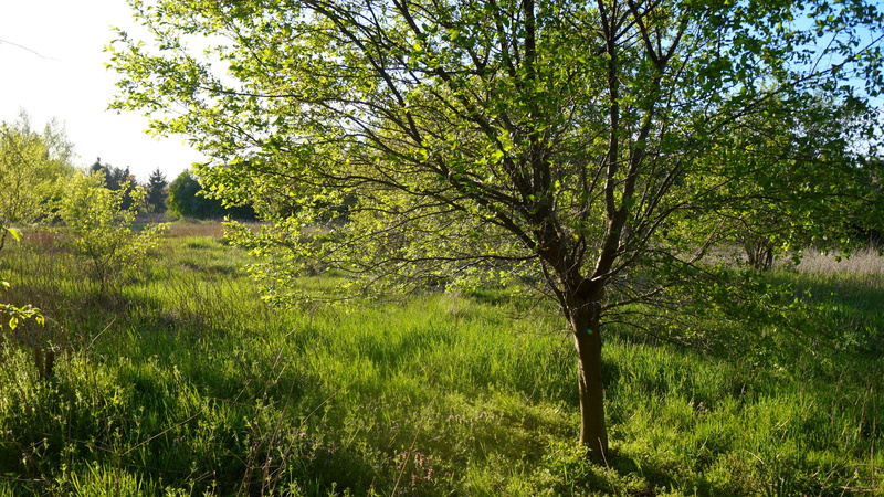 lush foliage, plants, beauty in nature, leaflet, sky, nature, scenics - nature, plant, grass, forest, land, tranquil scene, non-urban scene, field, spring