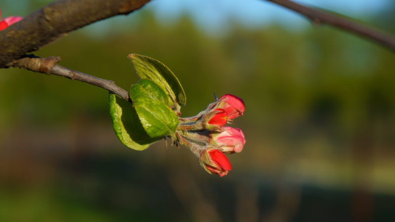 plants, growth, beauty in nature, focus on foreground, flower head, sprig, day, vulnerability, red, flower, the buds, freshness, 4K, leaf, tree, spring
