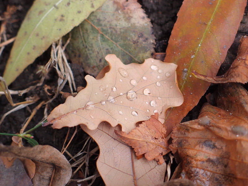 nature, maple leaf, leaf, rosa, leaves, drops, leaflet, no people, drop, plant part, high angle view, day, plant, dry, dew, beauty in nature, field, dry leaves