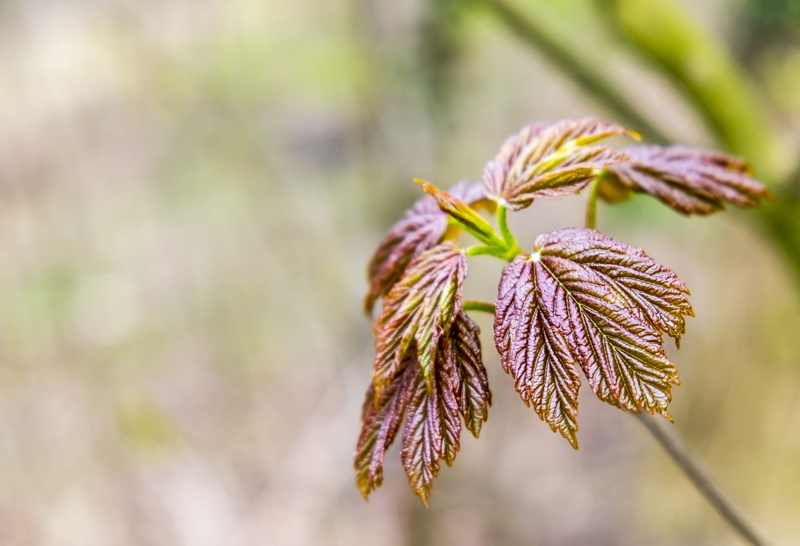 coniferous tree, no people, chestnut, close-up, flower, fragility, 4K, brown, blossom, vulnerability, nature, growth, plant part, bud, springtime, freshness