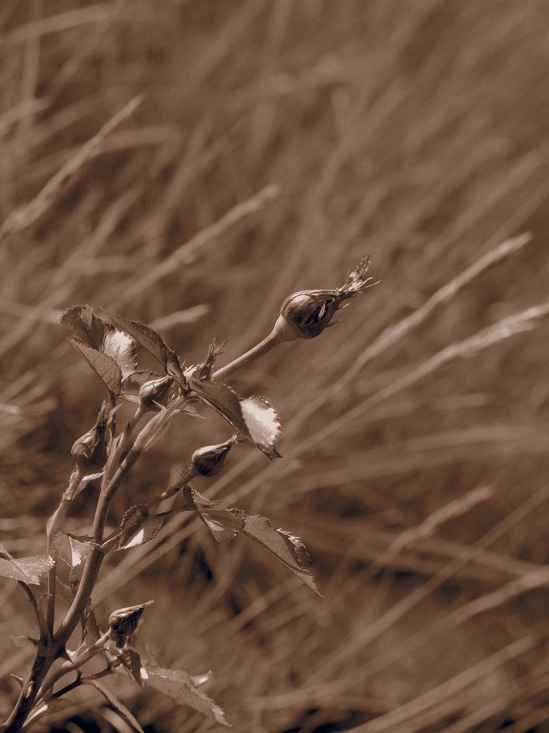 tranquility, animals in the wild, focus on foreground, flower buds, buds in bloom, dry, no people, fragility, land, dead plant, field, beauty in nature