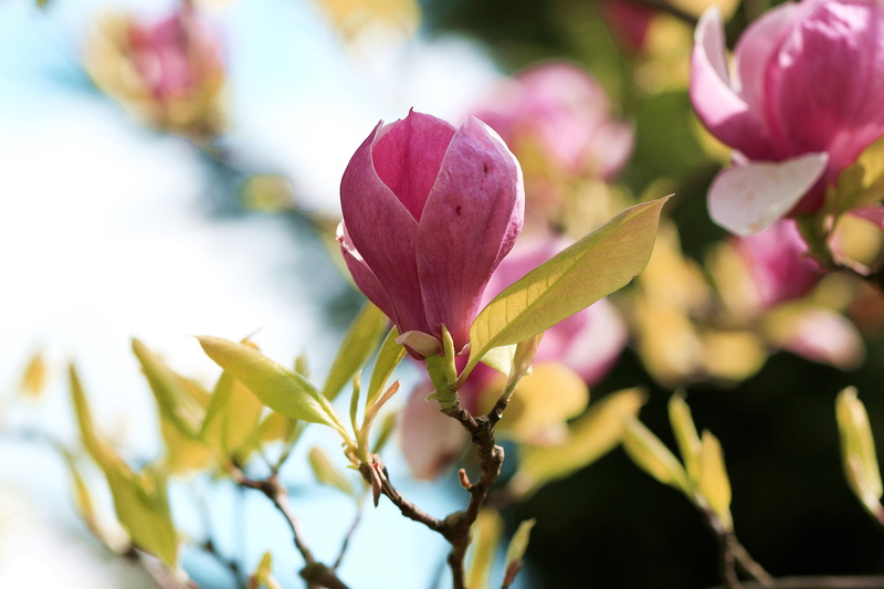 leaflet, flower, close-up, no people, inflorescence, magnolia branches, bud of magnolia, fragility, vulnerability, magnolia, growth, sepal, bud, spring
