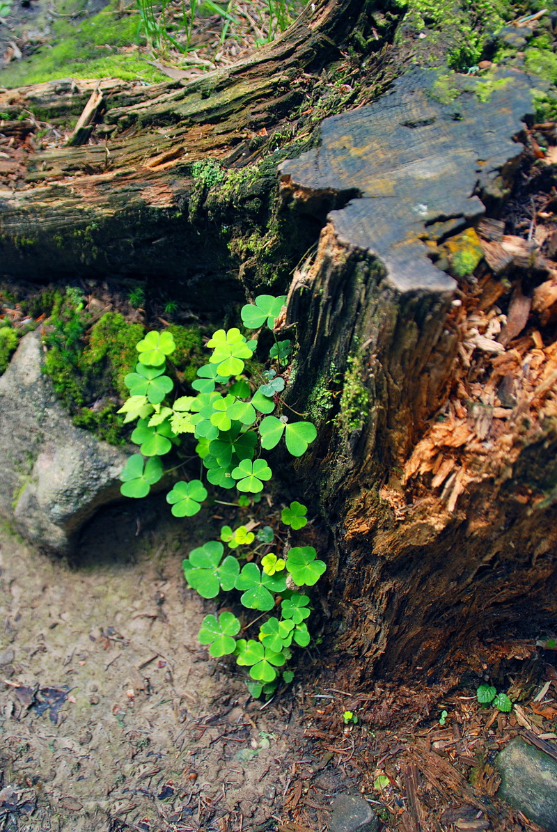 new life, touchwood, beauty in nature, happiness, growth, plant part, tree trunk, plant, no people, day, moss, tranquility, land, hare clover, close-up
