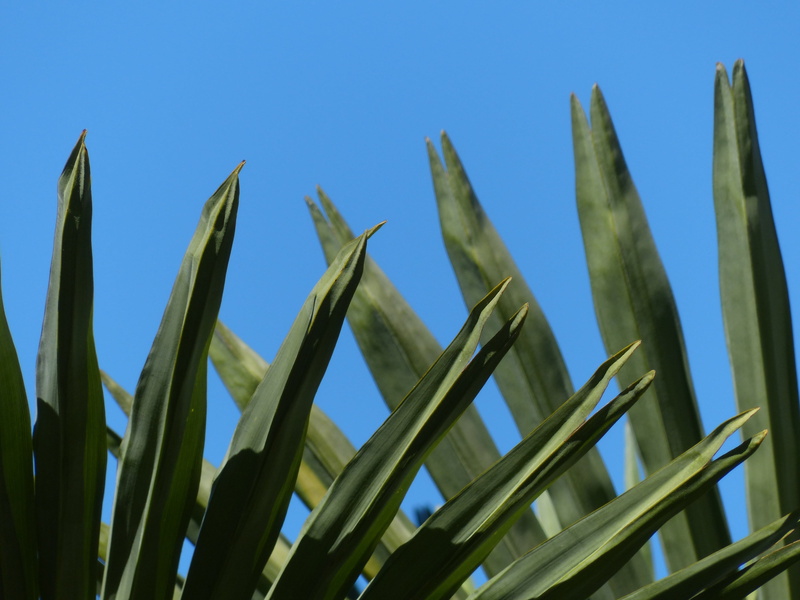 food and drink, plamenblaetter, green Color, phoenix canariensis, sky, no people, crown, cereal plant, tranquility, low angle view, canopy, 4K, nature