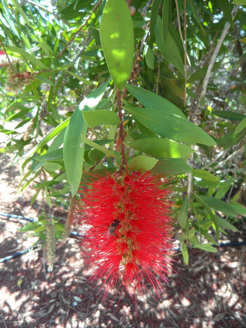 nature, close, blossom, pipecleaner, green color, wellbeing, ornamental shrub, plant part, leaflets, filigree, leaf, bush, freshness, tree, bloom, close-up