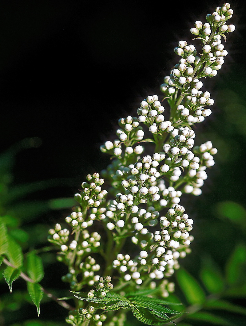 white color, sprig, focus on foreground, garden, closeup, freshness, selective focus, summer, flower, bud, white flower, a flower garden, 4K, no people