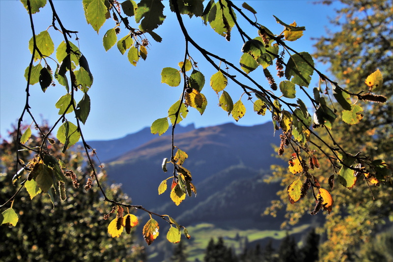 growth, mountains, hanging, low angle view, yellow, sky, autumn, scenery, beauty in nature, mood, change, landscape, tranquility, outdoors, foliage, birch