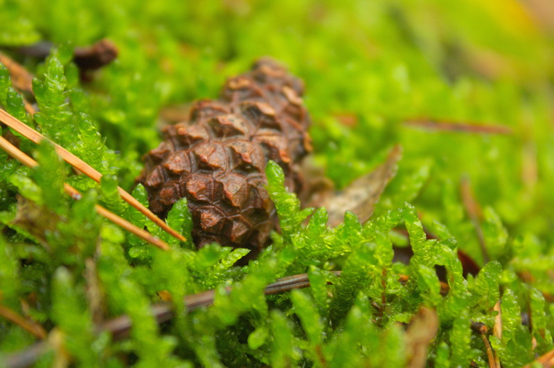 no people, pine cone, close-up, animal, 4K, animal themes, overgrown, moss, landscape, spring, food and drink, animal wildlife, nature, forest path, outdoors