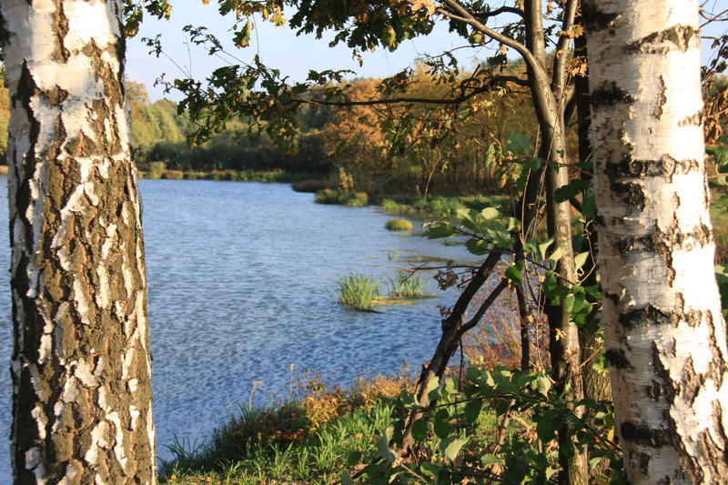 4K, land, water, sunlight, nature, beach, birch, outdoors, growth, tree trunk, beauty in nature, lake, sky, no people, trunk, leaflet, day, plant, scenics - nature